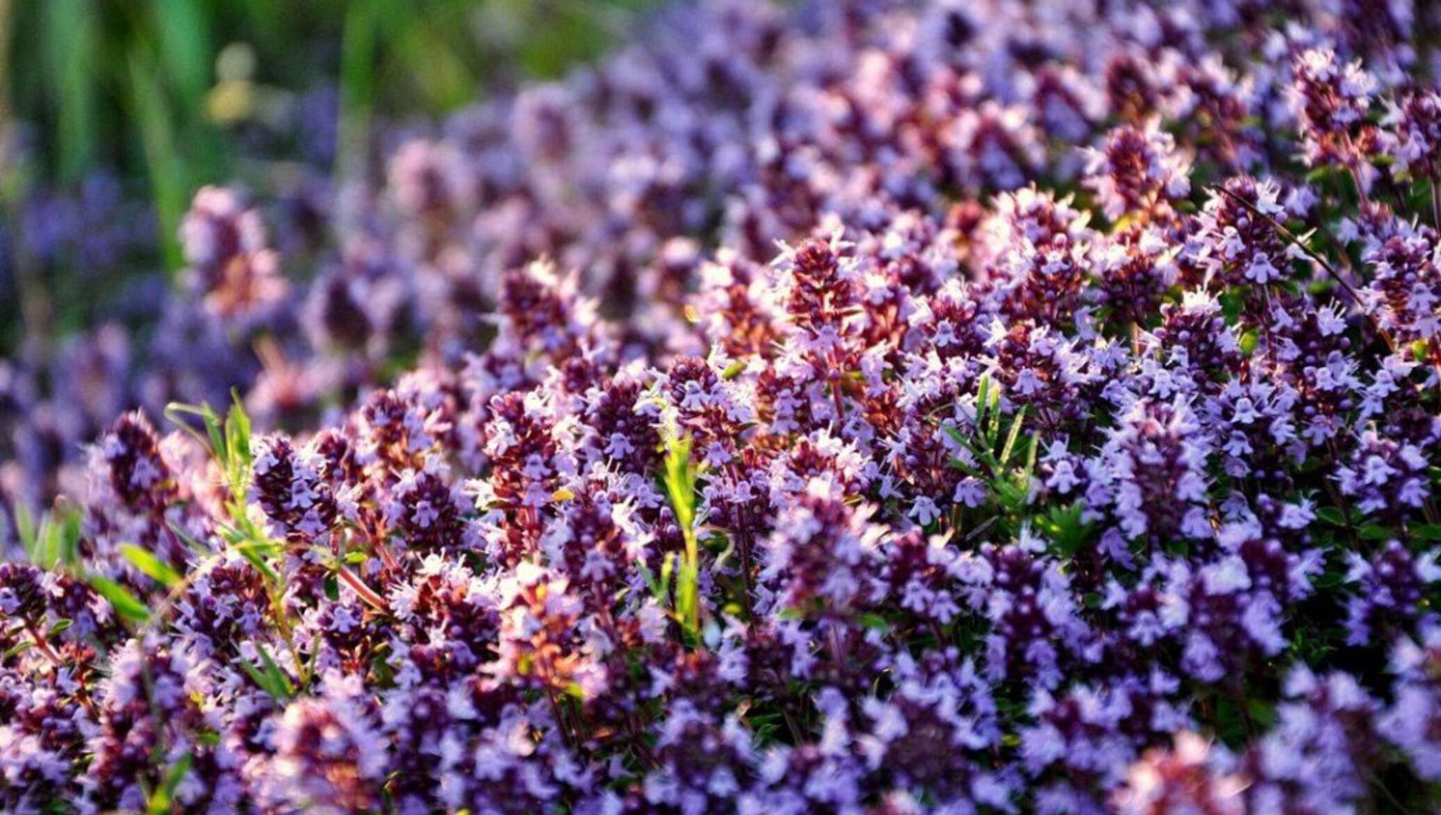 Название богородской травы. Богородская трава чабрец. Тимьян ползучий (Thymus serpyllum). Чабрец Боровой. Чабрец Луговой.