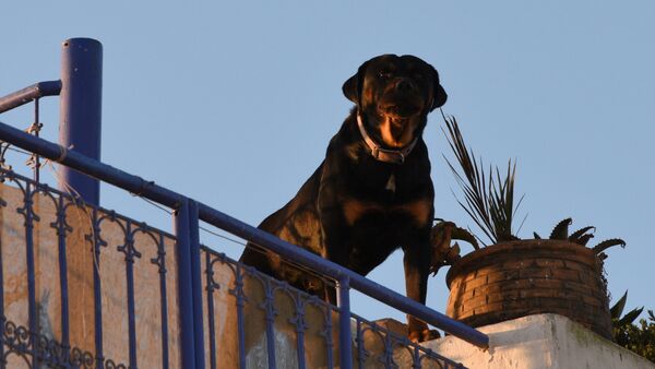Собака охраняет жилой дом - Sputnik Южная Осетия