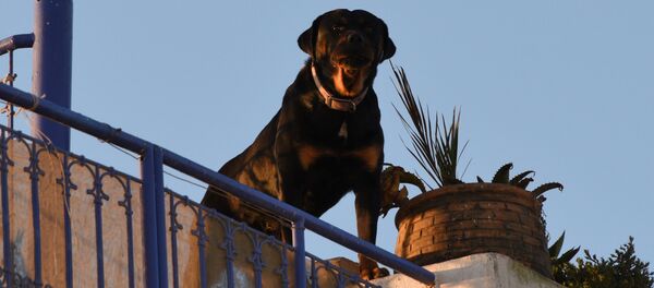 Собака охраняет жилой дом Собака охраняет жилой дом - Sputnik Южная Осетия