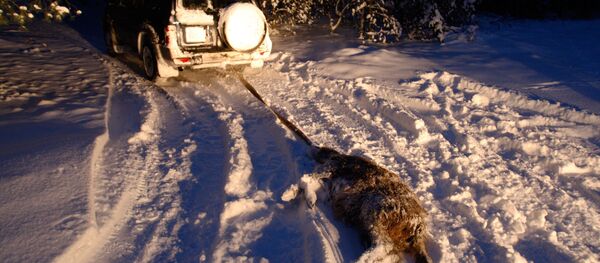Охота на кабана в Белоруссии - Sputnik Южная Осетия
