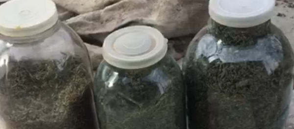 Изъятая марихуана Изъятая марихуана - Sputnik Южная Осетия