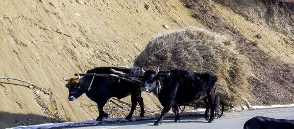Трасса Цхинвал –Ленингор Трасса Цхинвал –Ленингор - Sputnik Южная Осетия