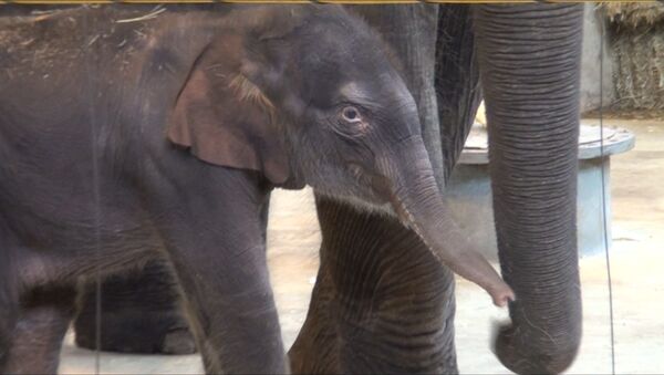 В семье слонов Синты и Юмы ростовского зоопарка родился слоненок - Sputnik Южная Осетия