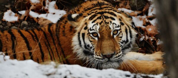 Амурский тигр Амурский тигр - Sputnik Южная Осетия