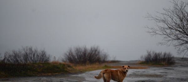 Бездомная собака Бездомная собака - Sputnik Южная Осетия