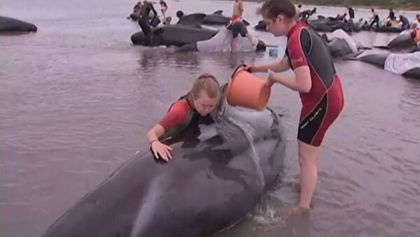 Волонтеры поливали водой выбросившихся на берег Новой Зеландии дельфинов - Sputnik Южная Осетия