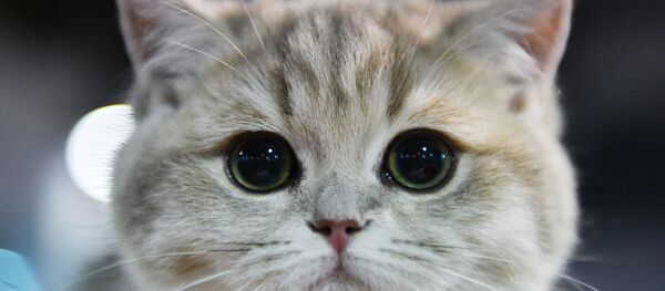 Кэт-Салон-Декабрь - Sputnik Южная Осетия