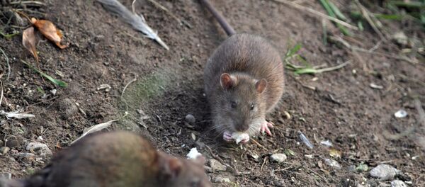 Крыса - Sputnik Южная Осетия