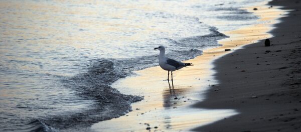 Чайка на берегу моря - Sputnik Южная Осетия