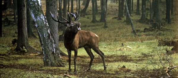 Благородный олень - Sputnik Южная Осетия