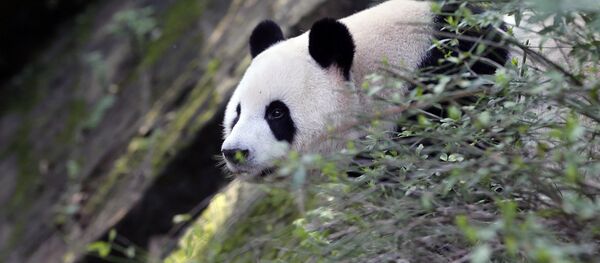 Большая панда - Sputnik Южная Осетия