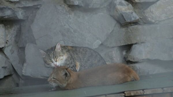 СПУТНИК_Мама для хищницы: домашняя кошка воспитывает рысь Нику в зоопарке Новосибирска - Sputnik Южная Осетия