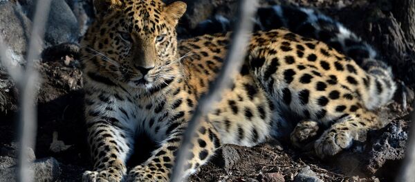 Дальневосточный леопард Дальневосточный леопард - Sputnik Южная Осетия