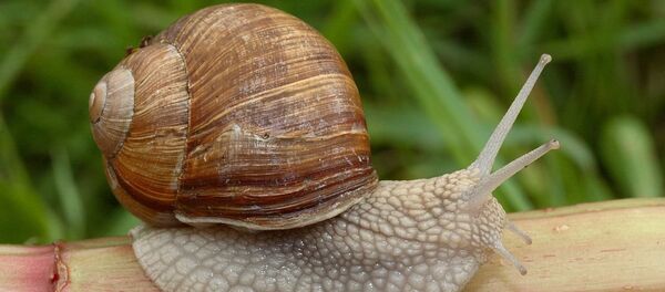 Виноградная улитка - Sputnik Южная Осетия