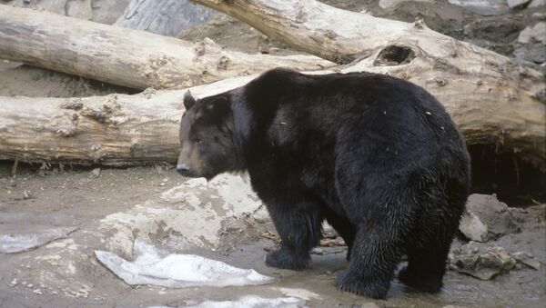 Бурый медведь в зоопарке - Sputnik Южная Осетия