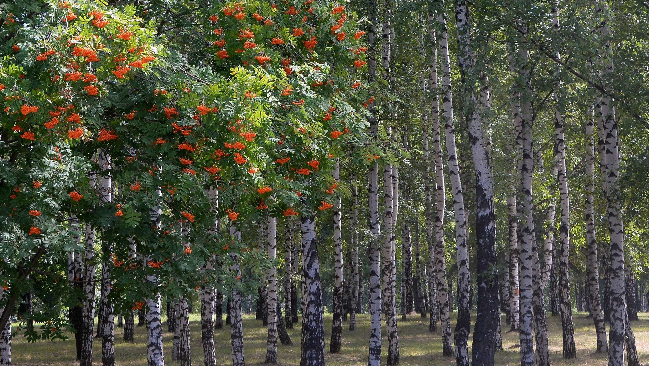 Рябиновая роща. Берёзовая роща парк новосибирск. Рябиновая роща. Рябиновая роща. Береза рябина калина.