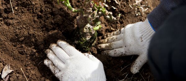 Акция по посадке деревьев - Sputnik Южная Осетия