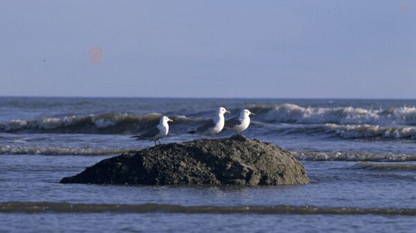 1 апреля отмечается Международный день птиц - Sputnik Южная Осетия