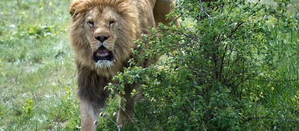 Выпуск львов в крымском сафари-парке Тайган Выпуск львов в крымском сафари-парке Тайган - Sputnik Южная Осетия
