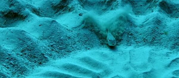 Рыба архитектор Рыба архитектор - Sputnik Южная Осетия