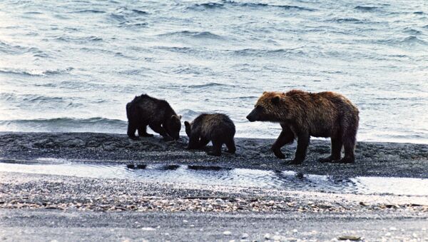 Бурые медведи на Камчатке - Sputnik Южная Осетия