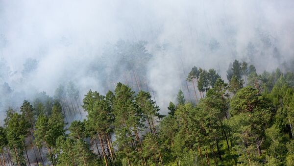 Лесные пожары - Sputnik Южная Осетия