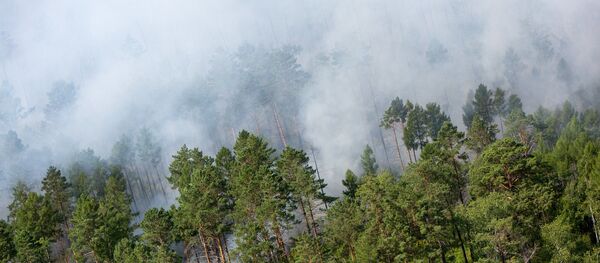 Лесные пожары Лесные пожары - Sputnik Южная Осетия