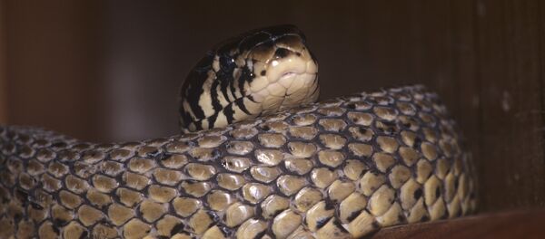 Черно-белая кобра Черно-белая кобра - Sputnik Южная Осетия