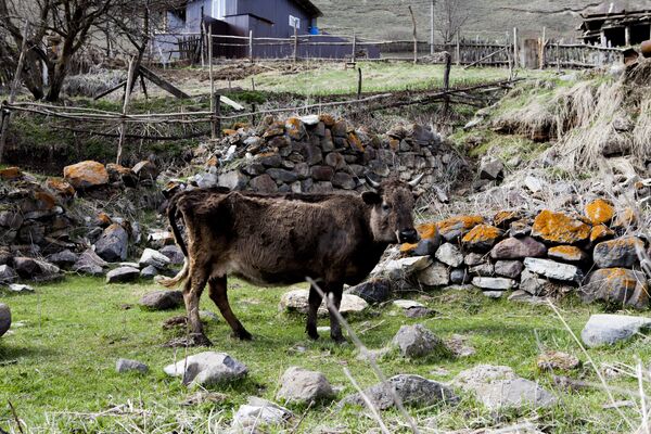 Эдиский крупный рогатый скот - Sputnik Южная Осетия