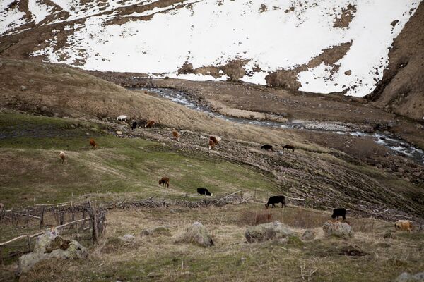 В настоящее время в Эрмане живут только небольшое количество скотоводов. - Sputnik Южная Осетия