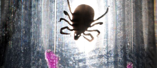 Исследование клещей в паразитологической лаборатории - Sputnik Южная Осетия