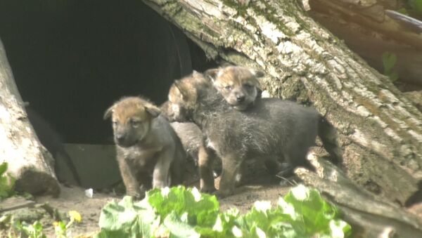 Волчата исследовали территорию и дрались за внимание мамы в зоопарке США - Sputnik Южная Осетия
