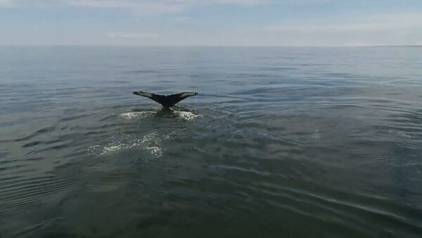 У берегов Камчатки обнаружили 12 горбатых китов. Кадры с дрона - Sputnik Южная Осетия