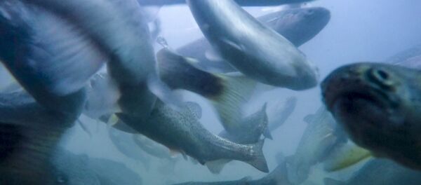 Южные ворота: живая рыба из заботливых рук Южные ворота: живая рыба из заботливых рук - Sputnik Хуссар Ирыстон