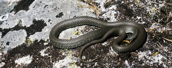 Уж  Уж - Sputnik Южная Осетия