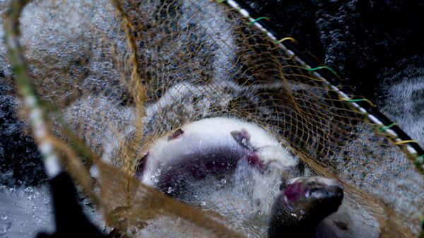 Кæсагдарды хæдзарад Кæсагдарды хæдзарад - Sputnik Хуссар Ирыстон