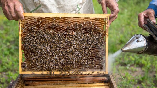 Пчеловоды окуривают соты на пасеке. Архивное фото  - Sputnik Южная Осетия