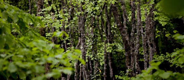 Лес - Sputnik Южная Осетия