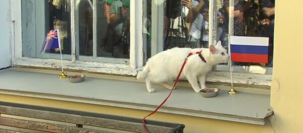 Кот-оракул предсказал РФ первую победу в Кубке конфедераций Кот-оракул предсказал РФ первую победу в Кубке конфедераций - Sputnik Южная Осетия