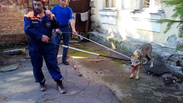 Североосетинские спасатели поймали волчицу в центральном парке Владикавказа - Sputnik Южная Осетия