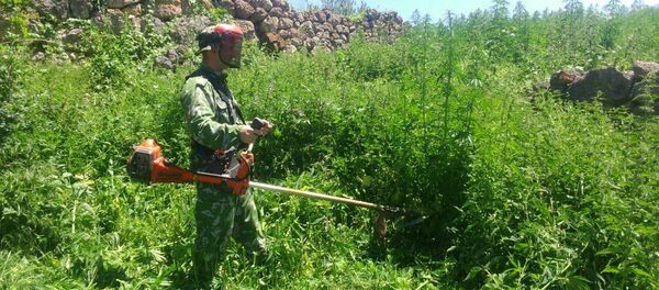 В Северной Осетии уничтожают плантацию конопли В Северной Осетии уничтожают плантацию конопли - Sputnik Южная Осетия