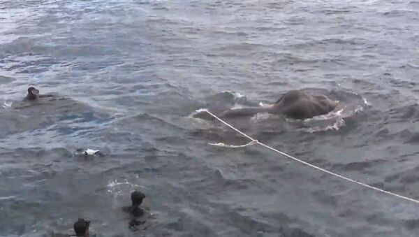 ВМС Шри-Ланки спасли унесенного в море слона - Sputnik Южная Осетия