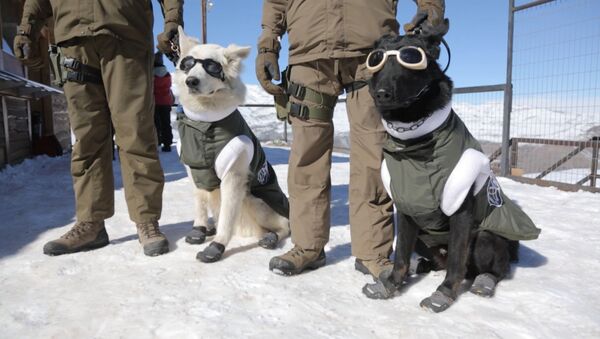 Собаки в экипировке для работы на горнолыжных склонах в Чили - Sputnik Южная Осетия