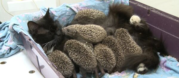 Кошка усыновила ежат - Sputnik Южная Осетия