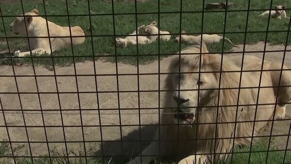 В зоопарке Dvorec в чешской Боровани в мае родились 5 белых львят - Sputnik Южная Осетия