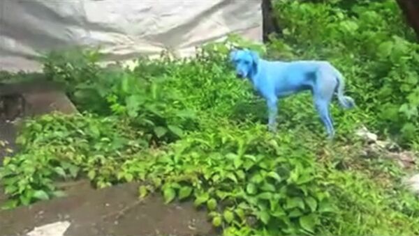 На улицах Мумбая появились голубые собаки - Sputnik Южная Осетия