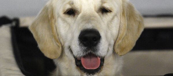 Шоу чемпионов Золотой ошейник Шоу чемпионов Золотой ошейник - Sputnik Южная Осетия