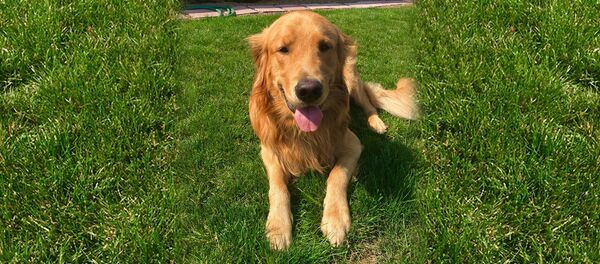 Ретривер Ретривер - Sputnik Южная Осетия