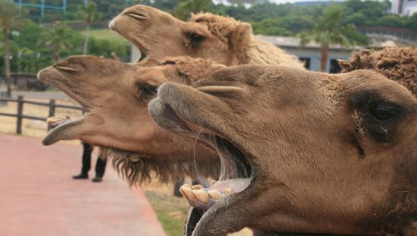 Camels - Sputnik Южная Осетия