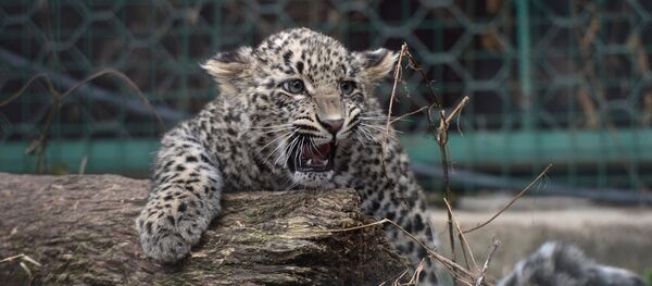 Центр разведения и реабилитации леопарда в Сочи Центр разведения и реабилитации леопарда в Сочи - Sputnik Южная Осетия
